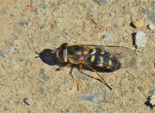 Réf. 226 516 : Scaeva selenitica